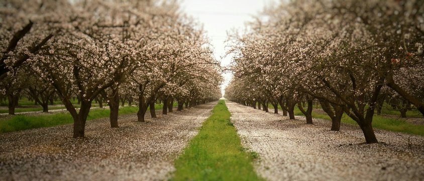 Almond Trees In Bloom