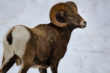 Big Horn Sheep Sticking Its Tongue Out