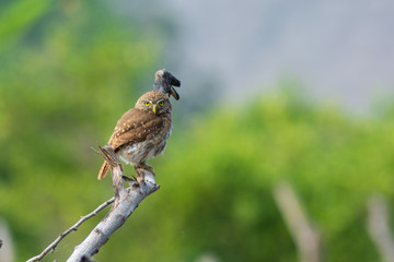 tecolote