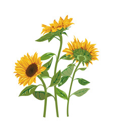 Vector Sunflowers isolated with transparent background