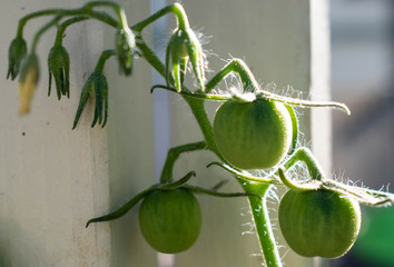 Young green cherry tomatoes and blossoms in the morning light next to a white painted wooden fence. Homegrown, stages of growth, victory garden, porch gardening, patio and pot garden.