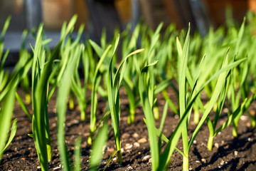 Beautiful grass close-up against the sun in the evening