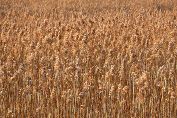 Field of dry reeds on a sunny day at sunset