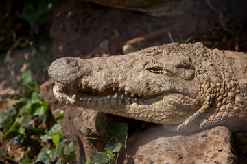 crocodile in the zoo