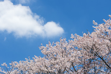 青空の下の桜並木