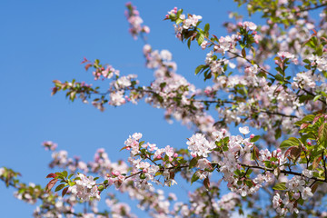 青空の下のホンカイドウの花