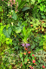 Green tropical garden with varieties of different plants