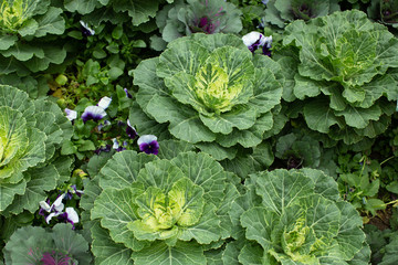 Ornamental kale and flowering cabbage plants