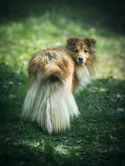 Shetland sheepdog looking back