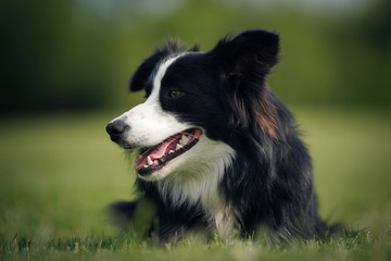 Dog resting on the grass