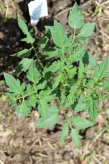 Small tomato plant fresh planted