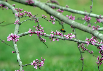 A carpenter bee flies in to gather some pollen from the freshly emerged redbud blooms on a Southwest Missouri tree. Bokeh effect.