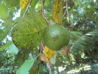 Guava On Tree
