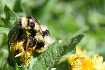 bee on yellow flower