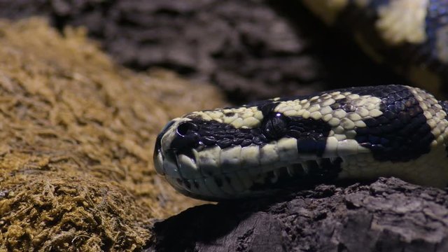 Head of diamond python snake in a terrarium - Morelia spilota