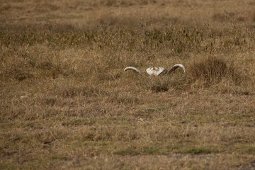 skull and buffalo horns