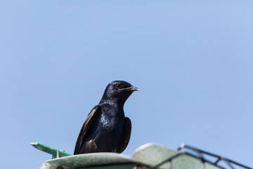 Purple martin birds Progne subis perch around a birdhouse
