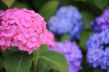 公園に咲く紫陽花