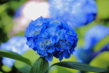 公園に咲く紫陽花