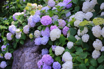 公園に咲く紫陽花