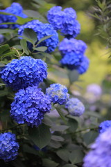 公園に咲く紫陽花