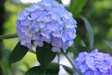 公園に咲く紫陽花