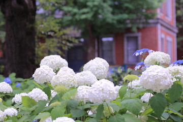 公園に咲く紫陽花