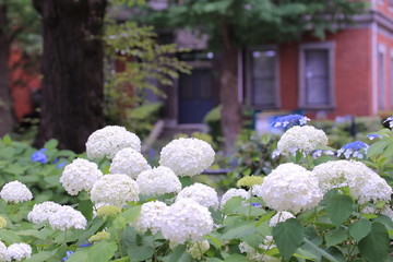 公園に咲く紫陽花