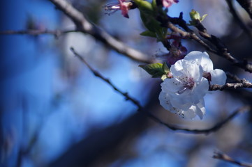 damasco en flor