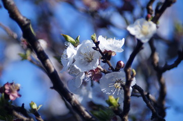 damasco en flor