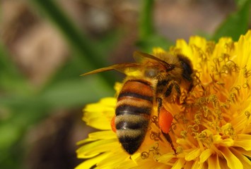 Bee close-up collects pollen on a dandelion flower, with bags of pollen on the legs