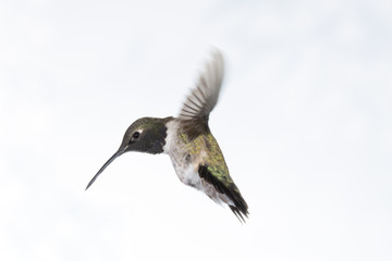 A male black chinned hummingbird in flight with wings back on a white background