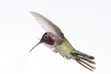 An Anna's hummingbird hovers in front of a white background with it's wings in a vertical position