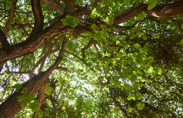 Fresh green leaves and branches of tropical tree