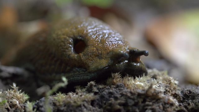 Close-up lockdown shot of slug on tiny plants in forest - Steigerwald, Germany