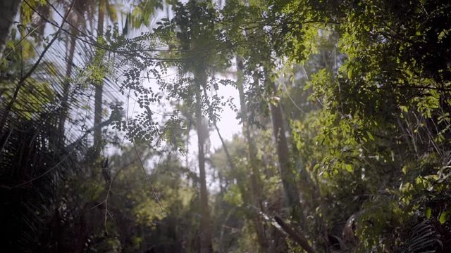POV walking through jungle forest as sun peeks through trees in Mexico