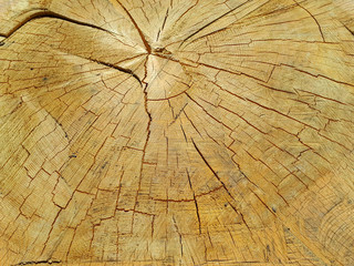 Fototapeta premium Warm brown texture of cut wood. Detailed texture of a felled tree trunk or stump. Rough organic tree rings with a close - up of the end grain
