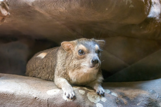 Yellow-spotted rock hyrax is a species of mammal in the family Procaviidae.  Its natural habitats are dry savanna and rocky areas. Populations are native to Africa. The head looks like a Corgi. 