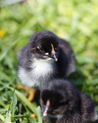 Day-old mixed breed heritage chicks in a small pen with their mother.
