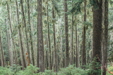 Wonderful Vivid nature scenery. Fantastic views of the turquoise alpine lake, Trees and majestic mountains, under sunlight. Amazing nature mountain landscape. beautiful background for design and post