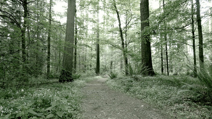 Obraz premium path in the forest