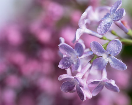 Lilac Blossoms in the Spring