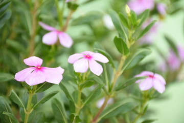 Fototapeta premium pink flowers in the garden