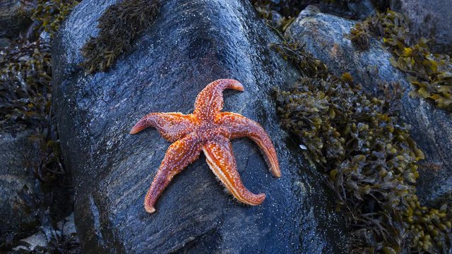 Starfish between rocks and algae at Dail Beag Beach on the Isle of Lewis. Outer Hebrides. Scotland, UK, Europe