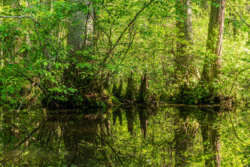 Fototapeta na wymiar A Cypress Swamp with Cypress Knees and Trees Reflected in the Pond.