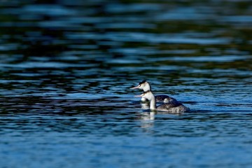 のんびりとくつろぐカンムリカイツブリのカップル