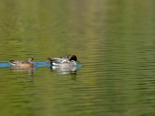 のんびりと泳ぐヨシガモ