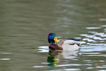 のんびりと泳ぐマガモ オス