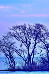 Fototapeta na wymiar 日没後の琵琶湖の湖上木の情景＠滋賀