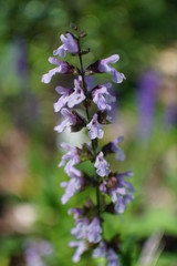 Obraz premium Garden Sage in Flower during Spring Closeup
